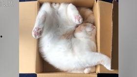 兔子爆料完整视频播放,一窥事件背后真相  第1张